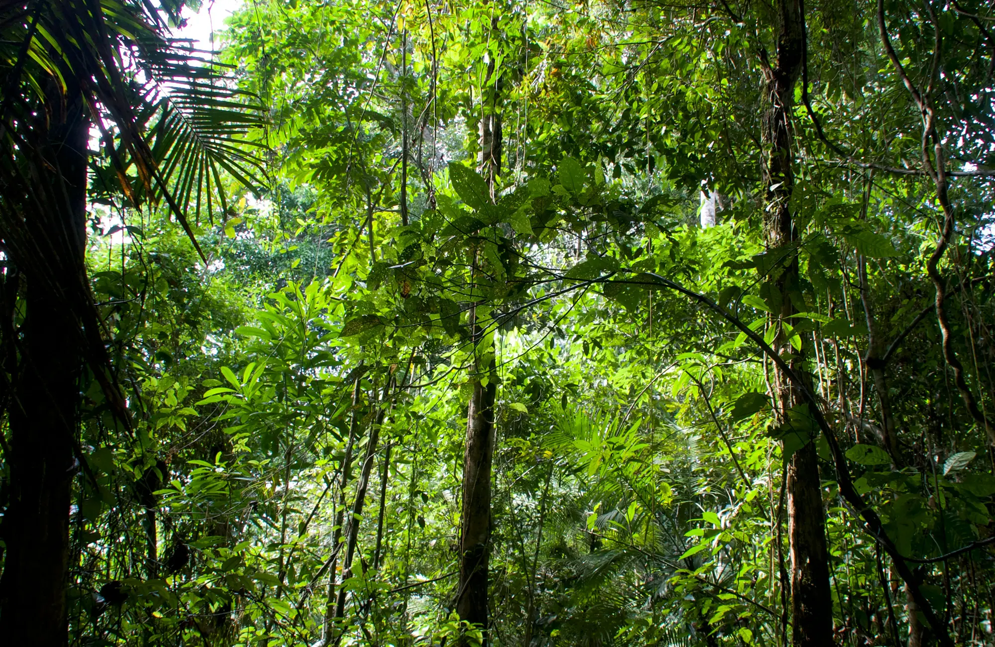 アマゾン熱帯雨林